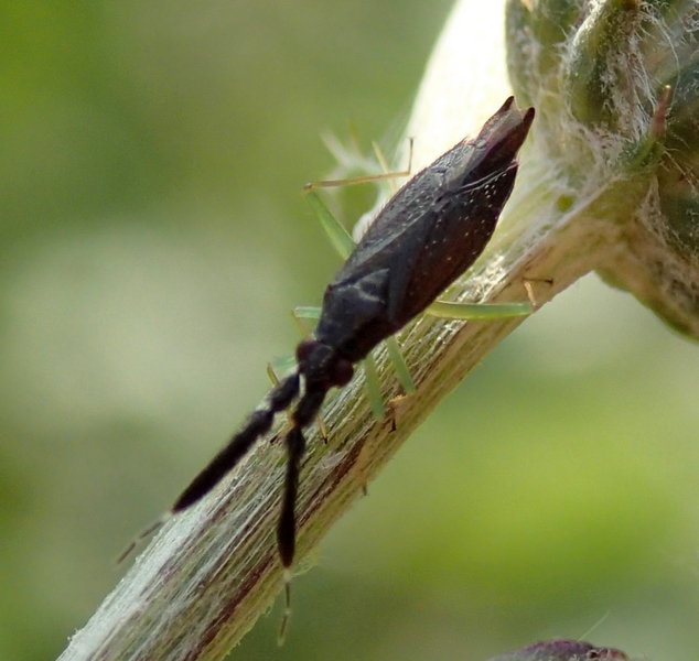 Miridae: Heterotoma sp. del Veneto (TV)
